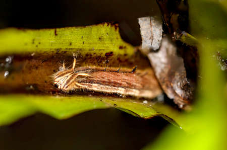 caterpillar of banana butterflyの写真素材
