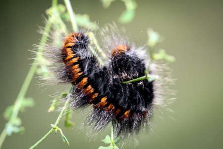 caterpillar of the blackberry mothの写真素材