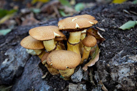 Mushroom in the forestの写真素材
