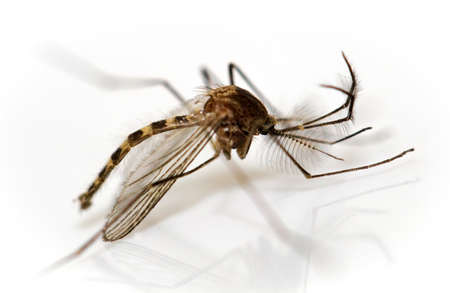 macro of a moscitoの写真素材