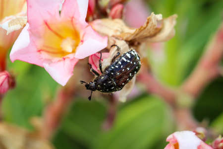 rose beetle on flower