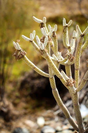Details of a Cactusの写真素材