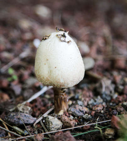 Mushroom in the forestの写真素材