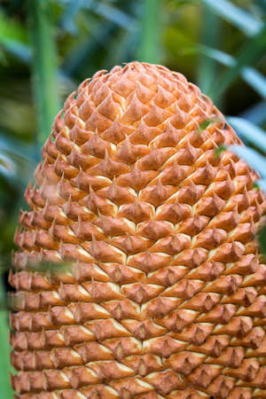 Mediterranean palm blossomの写真素材