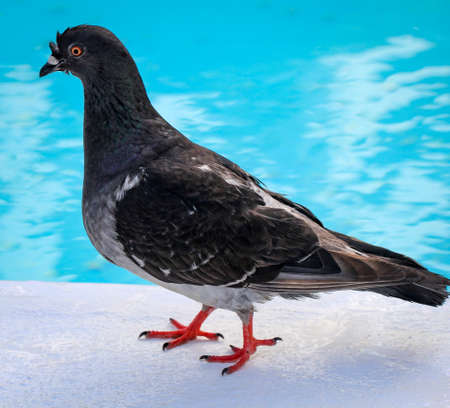 Detail of a dove, pigeonsの写真素材