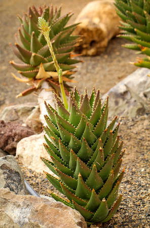Details of a Cactusの写真素材