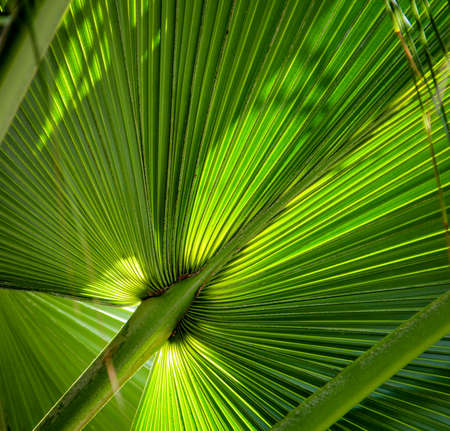 Palm fronds, palm leaves in the sunlight and shadowsの写真素材