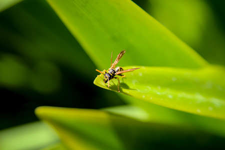 wasp on a leaf, plantの写真素材