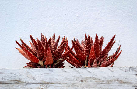 Details of a Cactus, blossomの写真素材