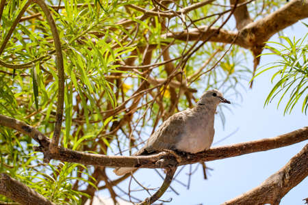 dove on a treeの写真素材