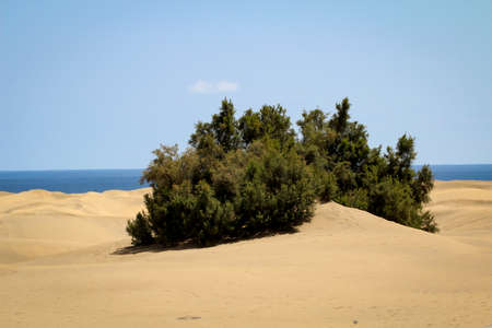 dunes of maspalomasの写真素材