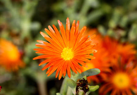Details of a Cactus, blossomの写真素材
