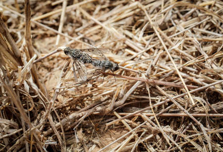 two flys on grassの写真素材
