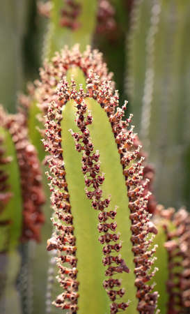 Details of a Cactus, blossom