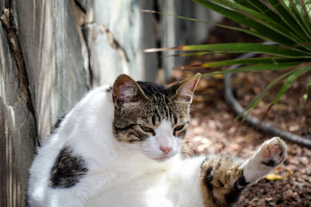 portrait of a catの写真素材