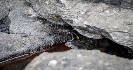 Crab between stones