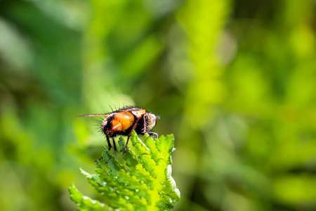 a fly, insect on a plant