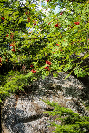 this is a landscape in the resin with rocks and treesの写真素材