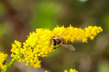 a fly, insect on a plantの写真素材