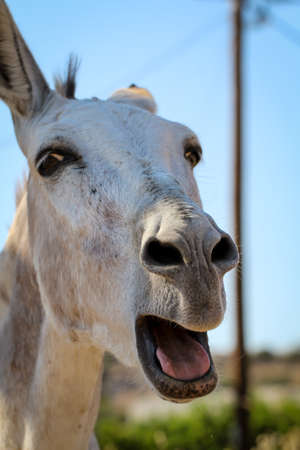 Portrait of a donkey, muleの写真素材