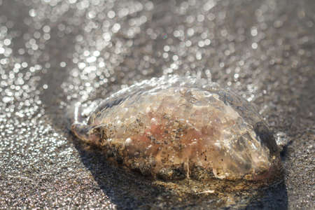 this is a detail of a jellyfish washの写真素材