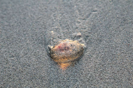 this is a detail of a jellyfish washの写真素材