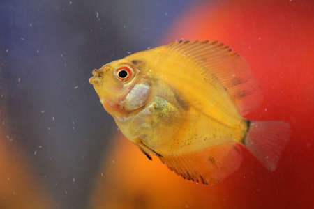 this is a portrait of a discus fish babyの写真素材
