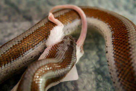 Snake eats mouse, portrait of a snake, viper