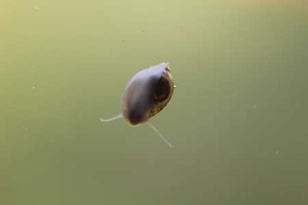 this is a bubble snailの写真素材