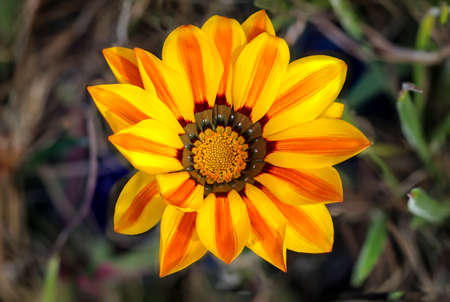 Gazania - midday gold blossoming