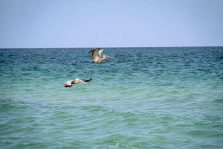 Pelican, Black Pelican in flightの写真素材