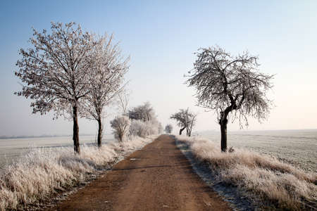 idyllic landscape with rime covered plants and treesの写真素材