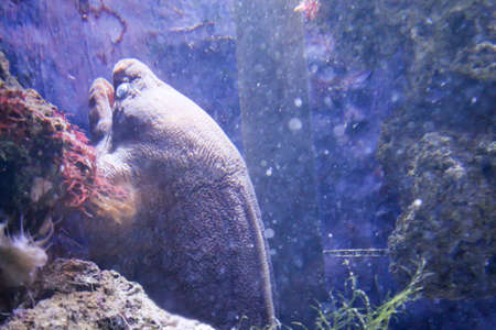 a moraine in the reefの写真素材