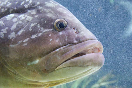 fish in the reef