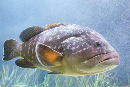 fish in the reefの写真素材