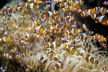 Anemone fish in an anemone