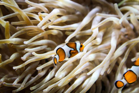 Anemone fish in an anemoneの写真素材