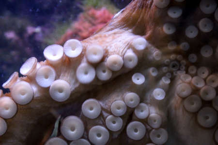 Detail of an octopusの写真素材