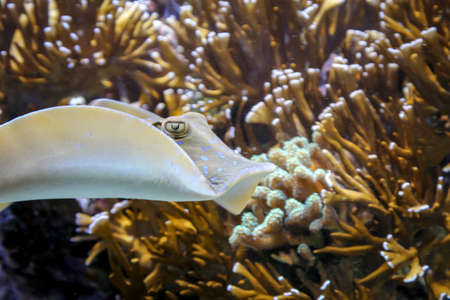 close up of skateの写真素材