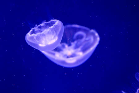 portrait of a jellyfishの写真素材