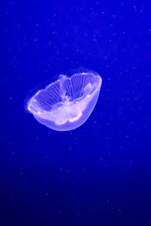 portrait of a jellyfishの写真素材
