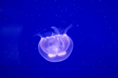 portrait of a jellyfishの写真素材