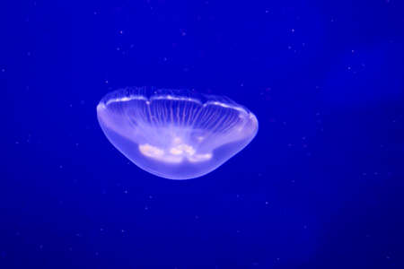 portrait of a jellyfishの写真素材