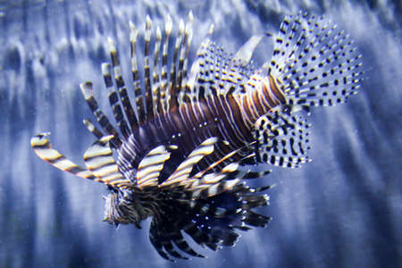portrait of a fire fish