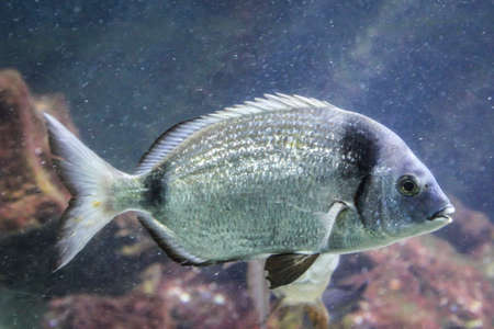 Fish in the reefの写真素材
