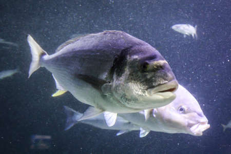 Fish in the reefの写真素材