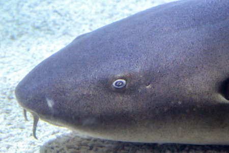 portrait of a sharkの写真素材
