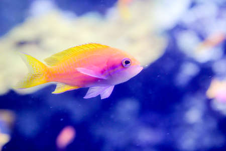 Fish in the reefの写真素材