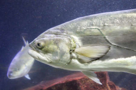 Fish in the reefの写真素材