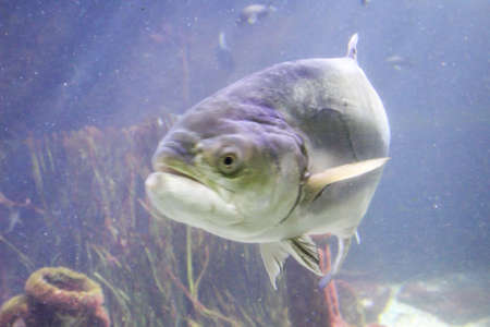 Fish in the reefの写真素材